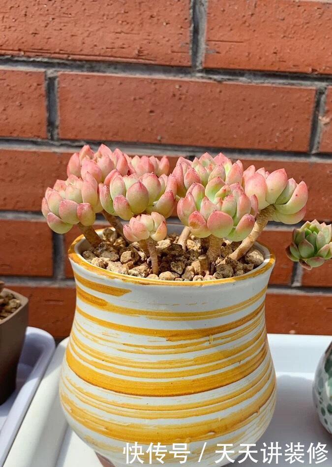 多肉怎么养才不死?加大颗粒比重,控制浇水量,指定养不死