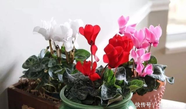 几种喜欢生长在半阴处的开花盆栽,养窗台边就很容易孕育花朵!