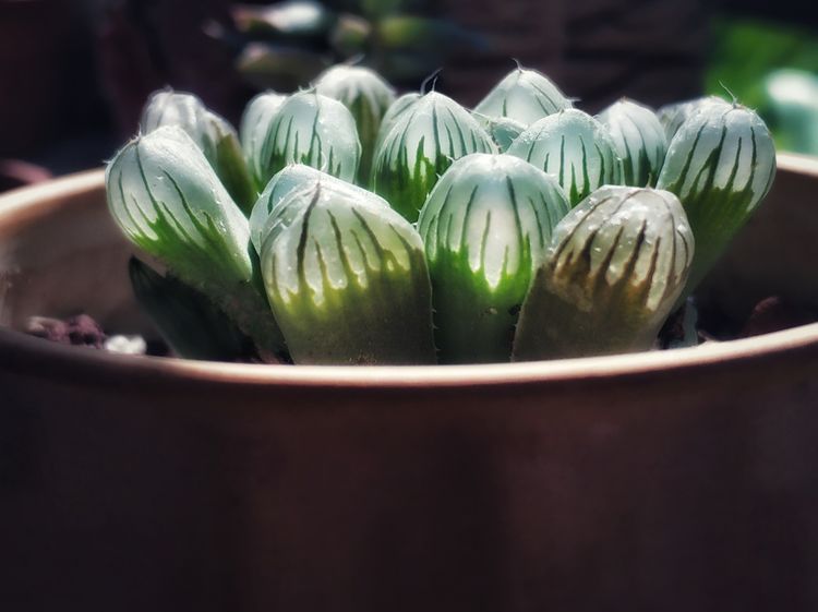 成长|与多肉一起走过的日子，见证多肉的成长过程！