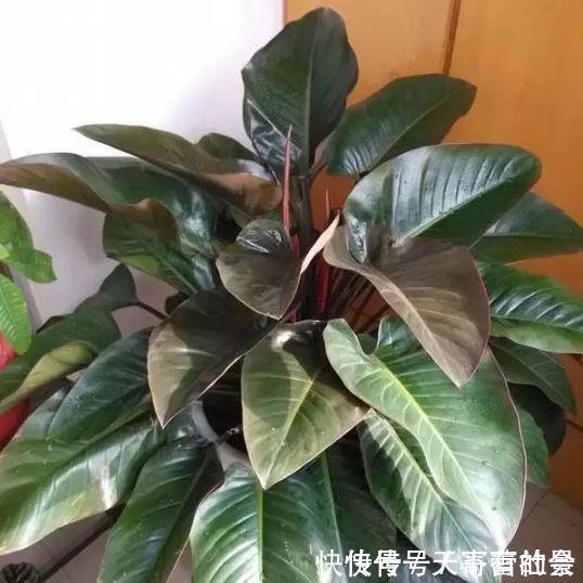 鸭掌木|养花,花也养人,4种花家养里,空气清新,还有助于睡眠!