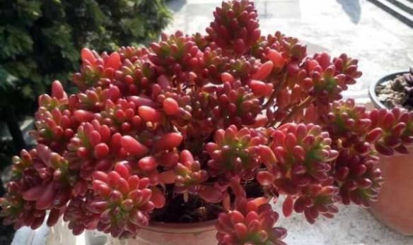 不为人熟知的养花秘诀：怎么合理使用红砖达到调节效果？