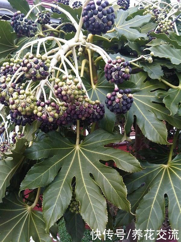 叶片|枝叶长得特别壮观的八角金盘，品种还挺丰富，适合养成室内大盆栽