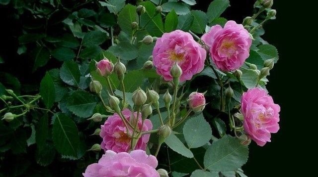 4种美丽的花卉盆栽，花香阵阵，花期长达半年，种在阳台开成花海