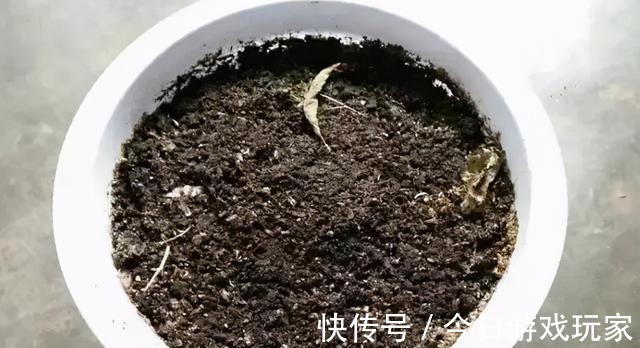 养花草不如养枸杞，平时当盆景观赏，结了果子还能食用！