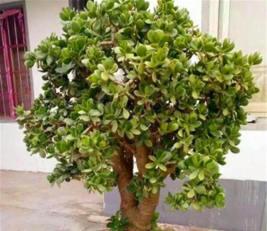 玉树|夏天玉树有4怕,难怪叶子干瘪还发黄,学会了肥厚饱满碧绿光亮