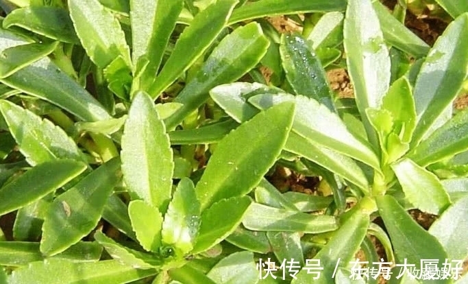 价值|农村田里的这种野草,钙是牛奶3倍,价值很珍贵,你有见过没