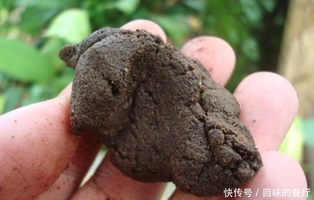 淘米水、啤酒水都别用, 老花农只用它泡水, 什么花都能浇, 疯长