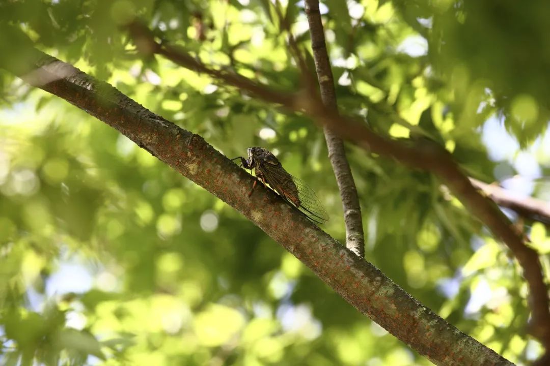 不宜食用|吃了一只油炸知了，杭州8岁男孩差点休克！这四类人不宜食用，千万当心