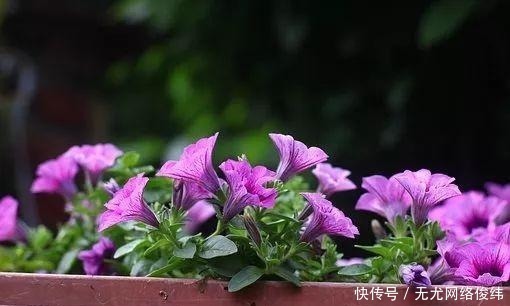 人才|45岁后是养生黄金期,做到三勤、四懒、五不贪的人才健康!