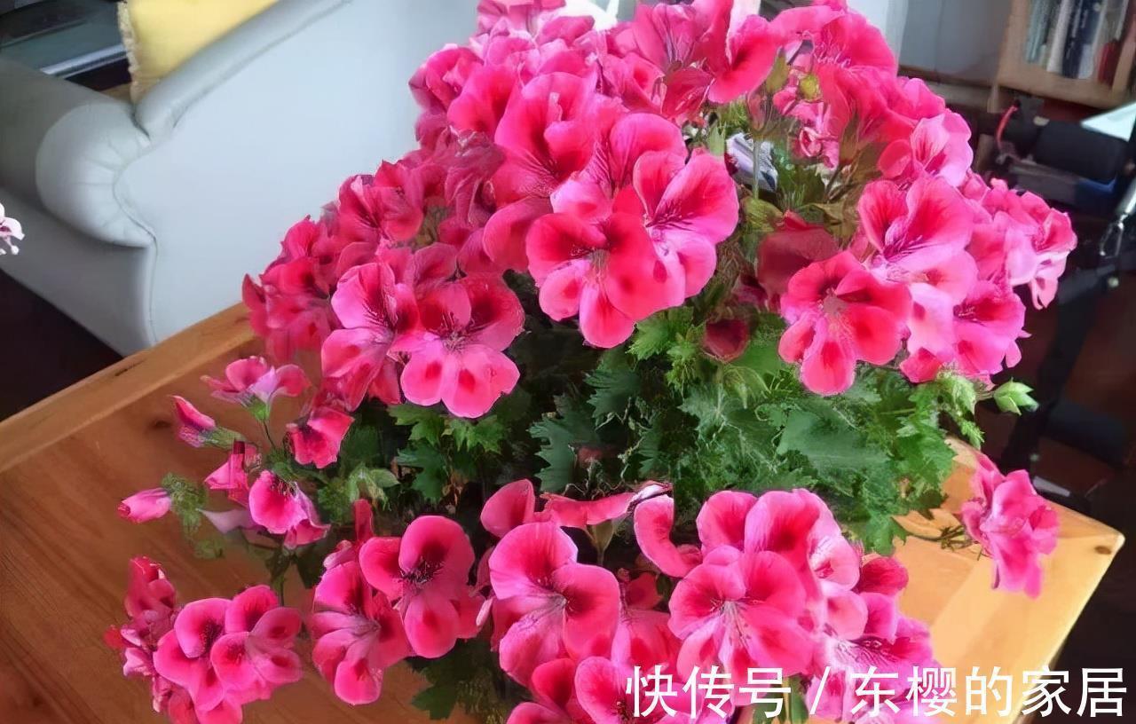 4种“漂亮花”,现在快入手,晒晒太阳就开花,越冷越漂亮