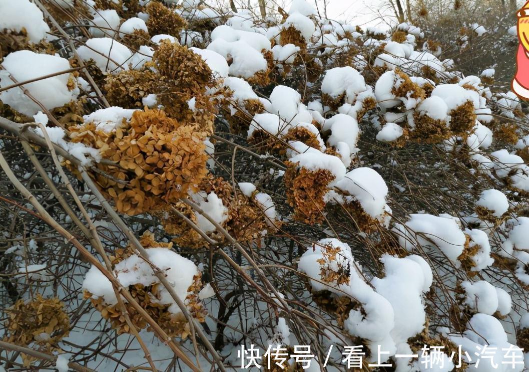 6种富贵花,冬天爱“装死”,好好“伺候着”,来年繁花多几倍