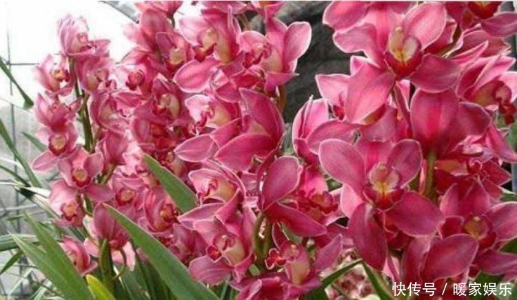 养人又旺财的“4种花”,满屋子飘香,漂亮又好养!