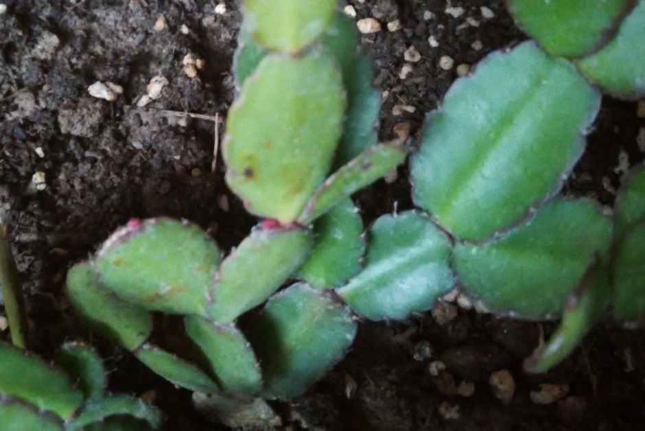 花钱买蟹爪兰傻,有点经验的人靠叶插,一下子育出多盆