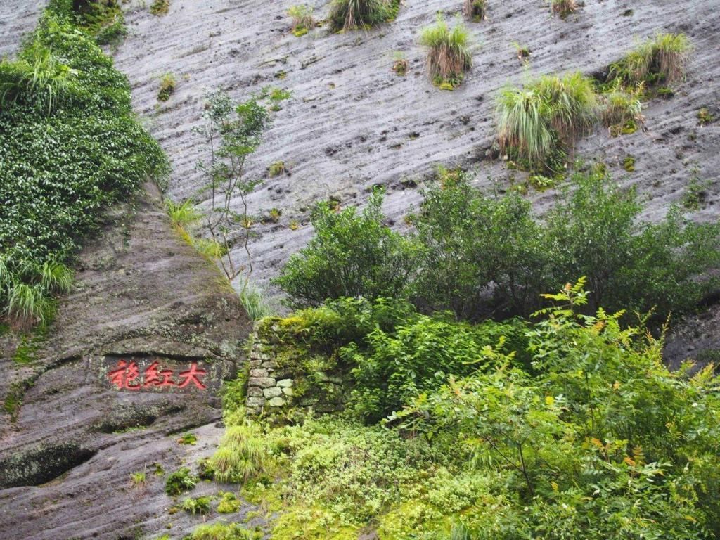 价值|3棵很珍贵的“宝贝树”，一棵就生长在中国，价值超过1亿