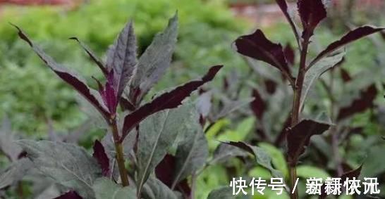 红凤菜|农村一种野菜,人称“红凤菜”,以前常吃,却不知是有毒的