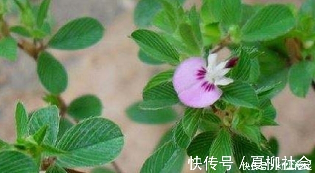 农村|农村这野草名叫“鸡眼草”具有清热解毒,活血的功效,见到请珍惜