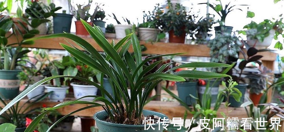 植株|新手秋天养兰花,3个浇水要点要谨记,做好了根壮叶旺开花美