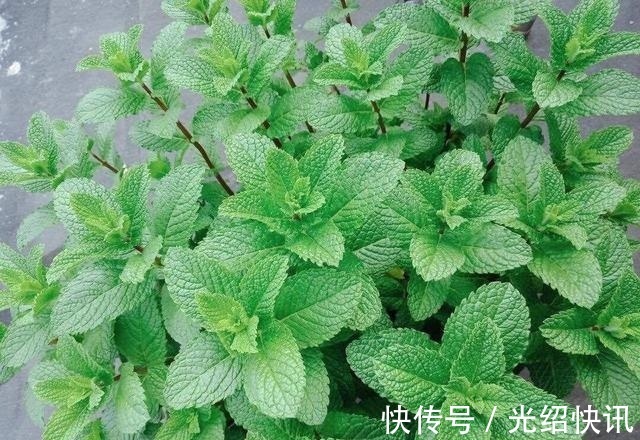 水葫芦|家庭养6种花“要当心”，容易出现“生物入侵”，天天起来要清理