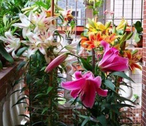 5种花,堪称“开花机器”,盛开时繁花似锦,花色美轮美奂