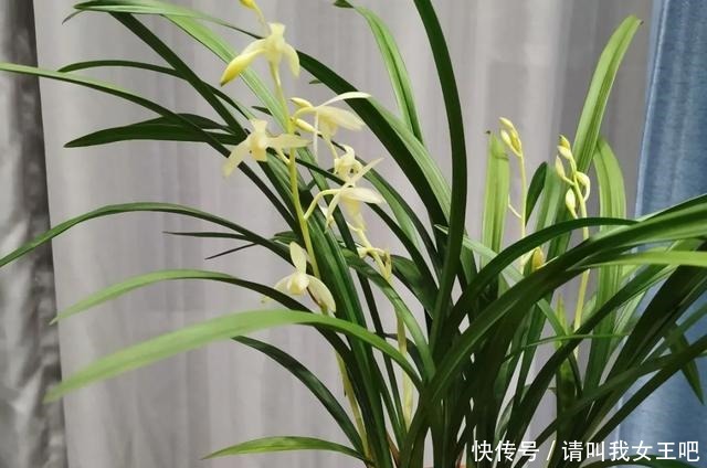 6种兰花,一开花香飘满屋,越养越值钱!6种兰花,一开花香飘满屋,越养越值钱!