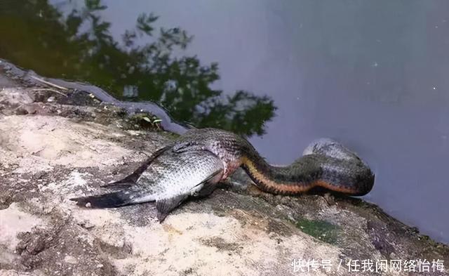 反常升温，广东钓鱼人外出钓鱼遭遇“夺命蛇”拦路，这不冬眠了