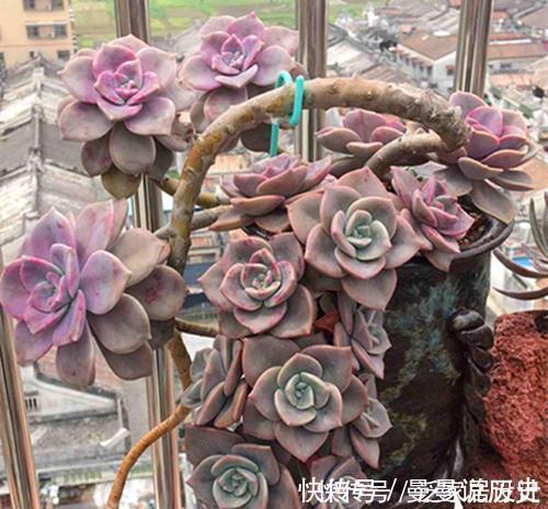 多肉植物|老花匠养多肉7年,总结出4个耐热耐晒品种,安全度夏适合新手
