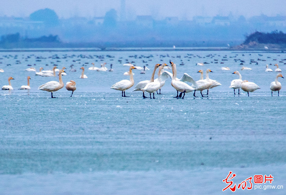 种群|湖北孝感：汈汊湖迎来十万只越冬候鸟