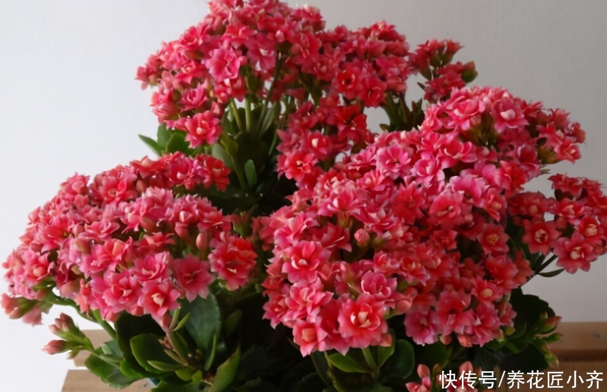 症状|养长寿花要会“观叶”，发现症状，对症下药，才能“药到病除”