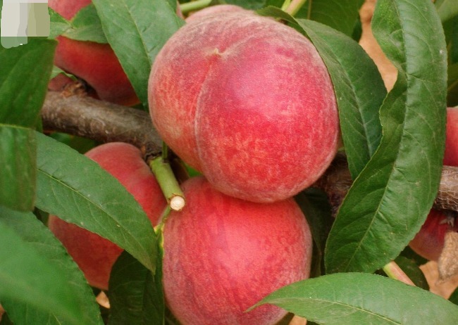 毛桃成熟才好吃教你4个妙招挑毛桃,挑到新鲜美味又可口