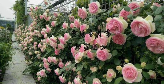 盘点“6种”藤本月季,观赏价值十分高,值得养一盆在家中