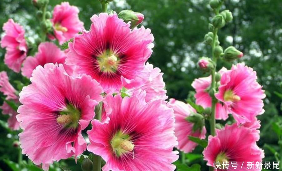 家里养上4种花,全年开花不断,养在阳台,轻松开成花海!