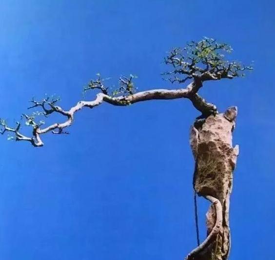 以六月雪为图例,简单为大家介绍附石小盆景的制作