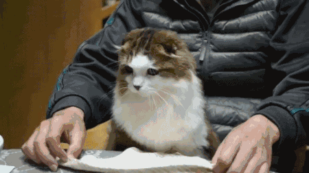 |搞笑GIF段子:狗子:我去那边溜一氵