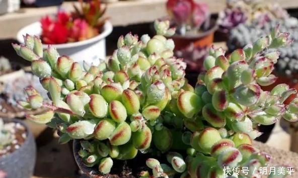 肉友|新人肉友慎入的这几款多肉,你了解多少,知道为什么吗?