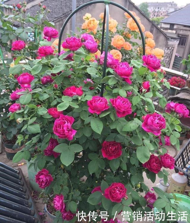 此是“世界名花”，好养如绿萝，清香如兰花，庭院阳台都能养！