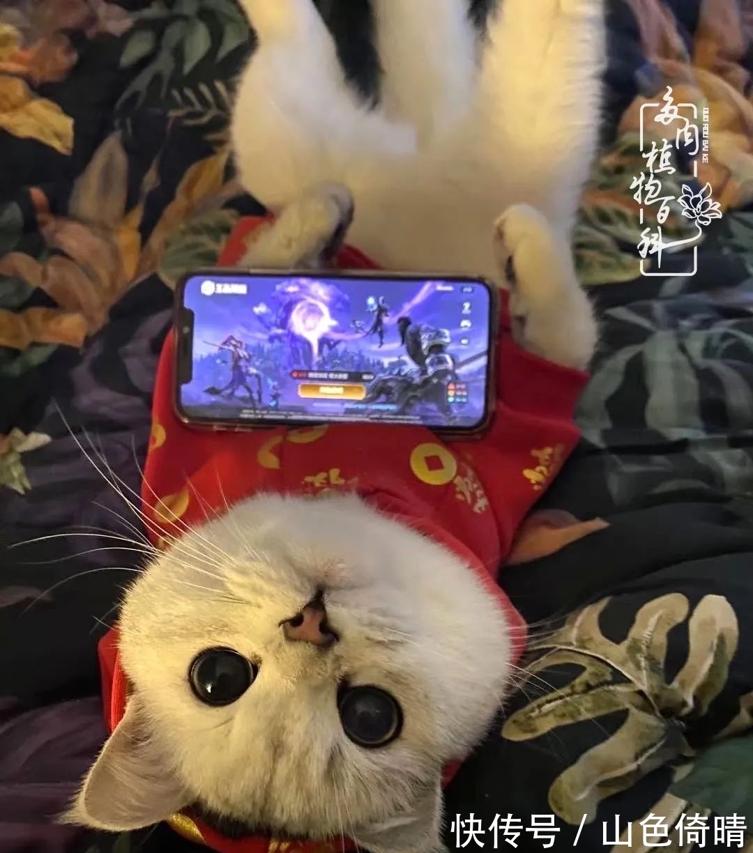 我与多肉植物百科的398天离别又重逢！