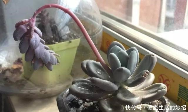 多肉叶子干成皮别扔,这样一做能变老桩!多肉叶子干成皮别扔,这样一做能变老桩!