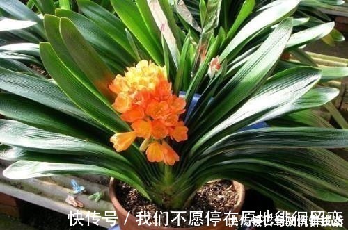 君子兰生长静止了,来几杯“唤醒水”,叶子窜得快花箭冒出来!