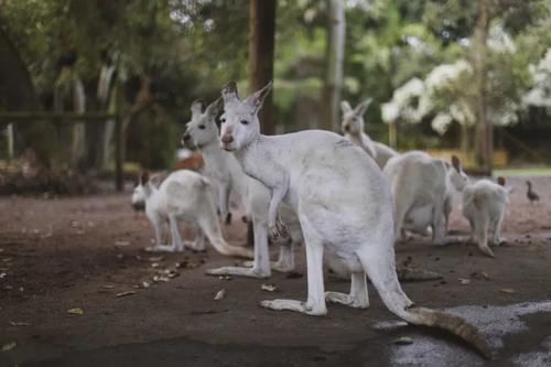 快乐|如果你不快乐，一定要来澳大利亚做这五件事