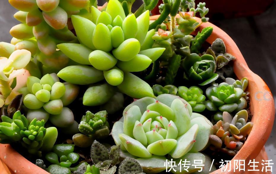 诀窍|养多肉,若想茎叶肥美,速成老桩,该掌握哪些诀窍?