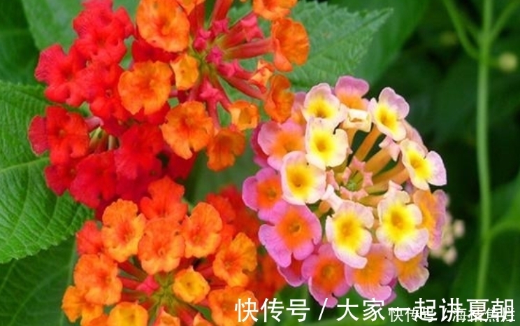 4种花给点水就呼呼长,不仅名字好听,花也超美,谁养谁喜欢