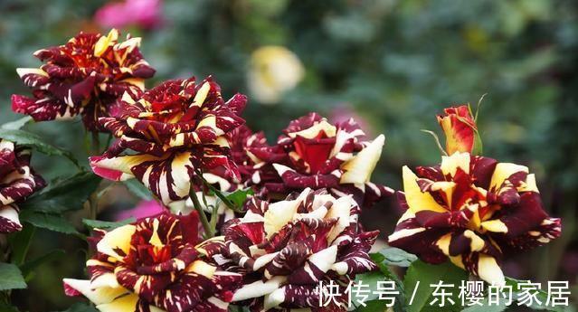 速效肥|农历7月8号起，最适合养这些花，疯狂开花，花开香气扑鼻