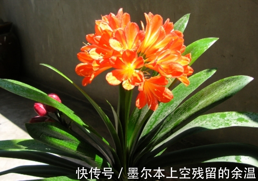 闲话君子兰和啤酒之间的关系、养护方法