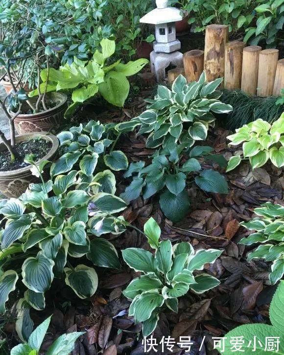 天生“体阴”的6种花,晒太阳易黄叶,阴一点反而长得绿油油