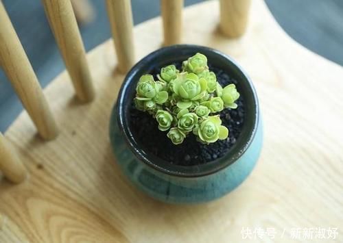 多肉|12款多肉天生就爱凑热闹,爆盆群生是强项,花友:养起来真过瘾