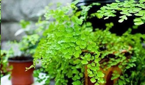 自从卫生间里放了这盆花后,再也没异味了