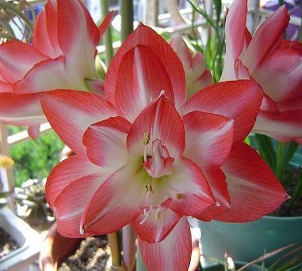 朱顶红开花之后,一个“小动作”,又开一茬花,花大色艳特别美