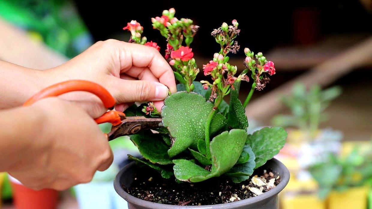 小花|秋养长寿花需要做很多，具体养护步骤都有了，再不打理就晚了