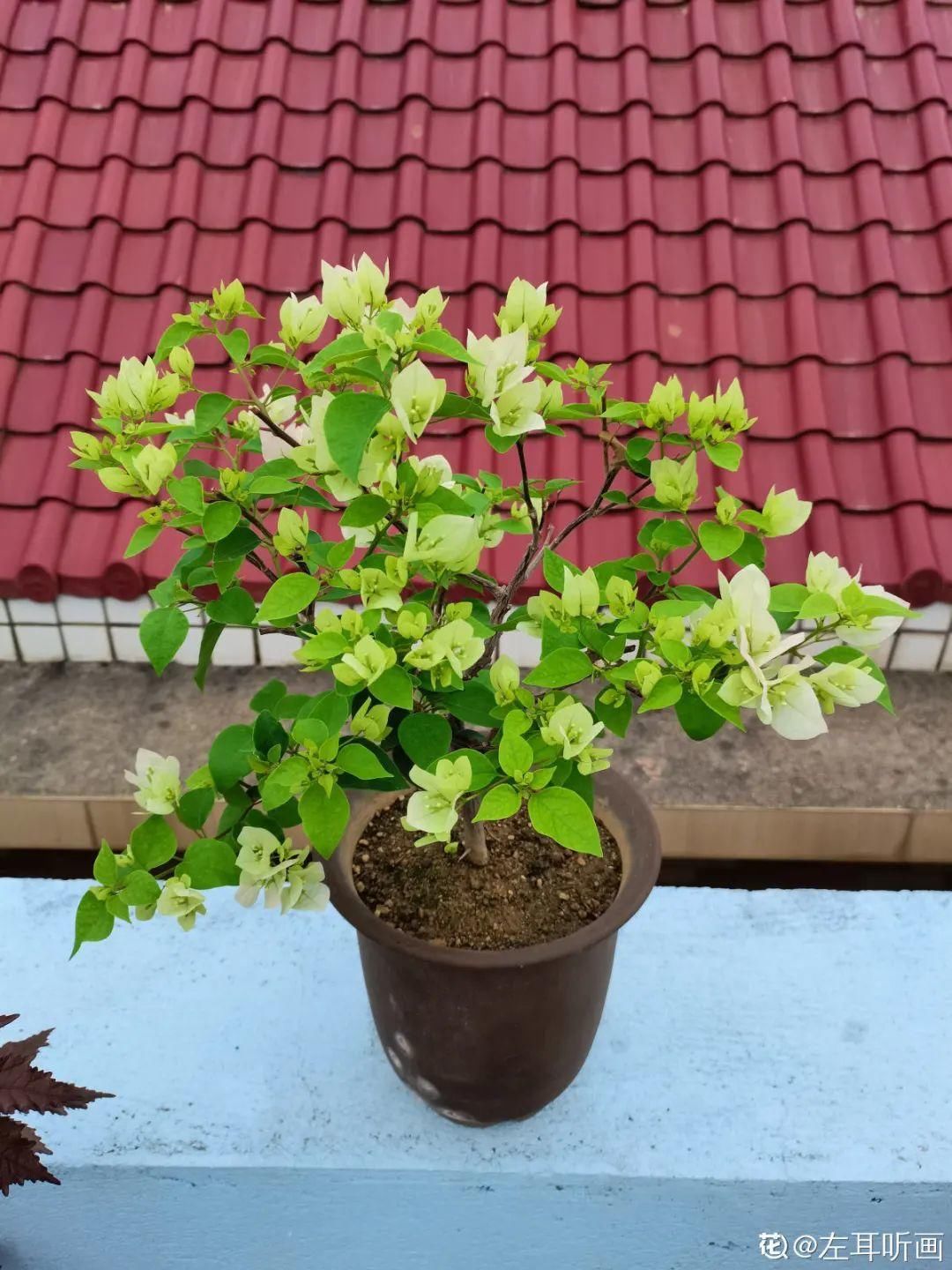 棒棒糖|从养花大神家，偷来3个爆花技巧，快学，24小时后删