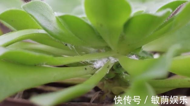 容器|养花招虫除不尽3个小技巧,让盆栽里一个虫子都没有